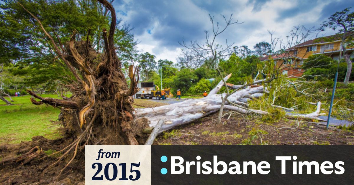 Brisbane City Council tree replacement program begins after ‘Supercell